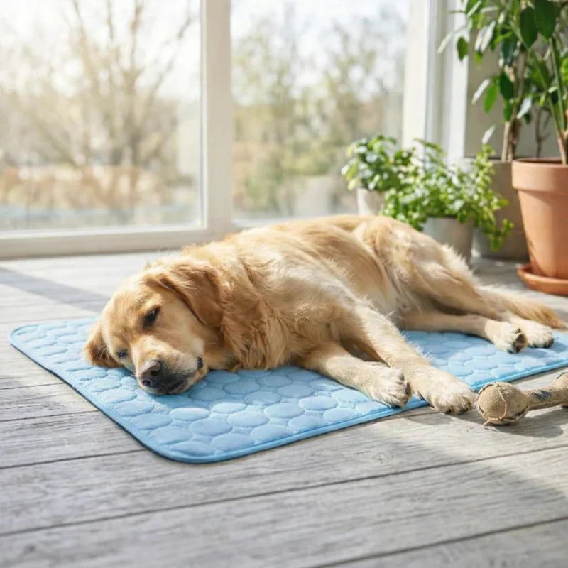 Pourquoi mon chien dort-il sur le canapé ?