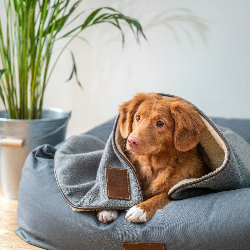 chien marron coucher sur panier chien bleu
