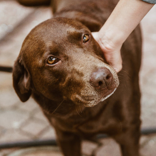 chien marron avec yeux marron