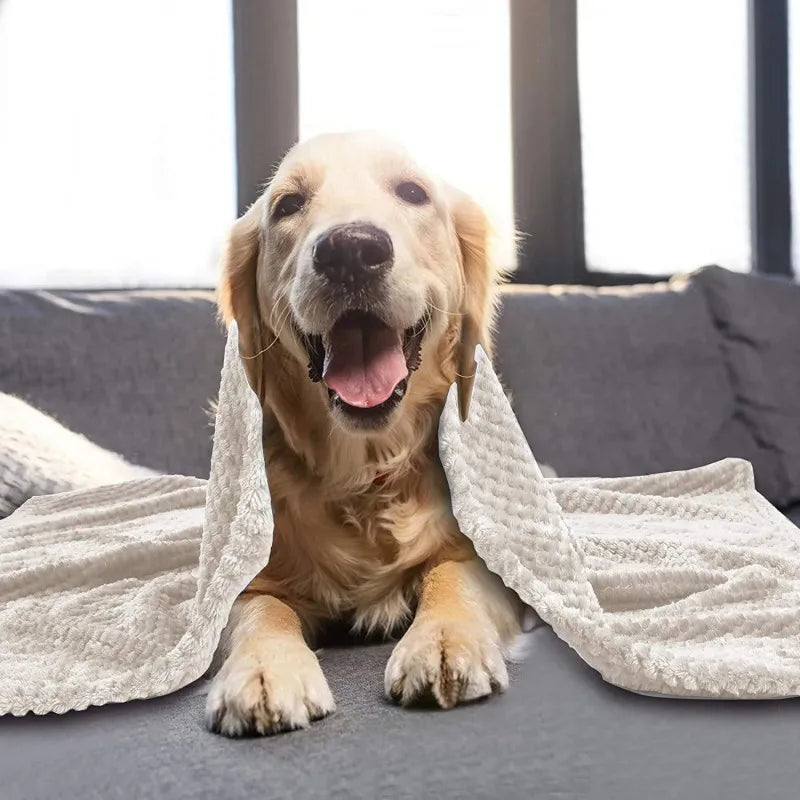 couverture chien posé sur chien 